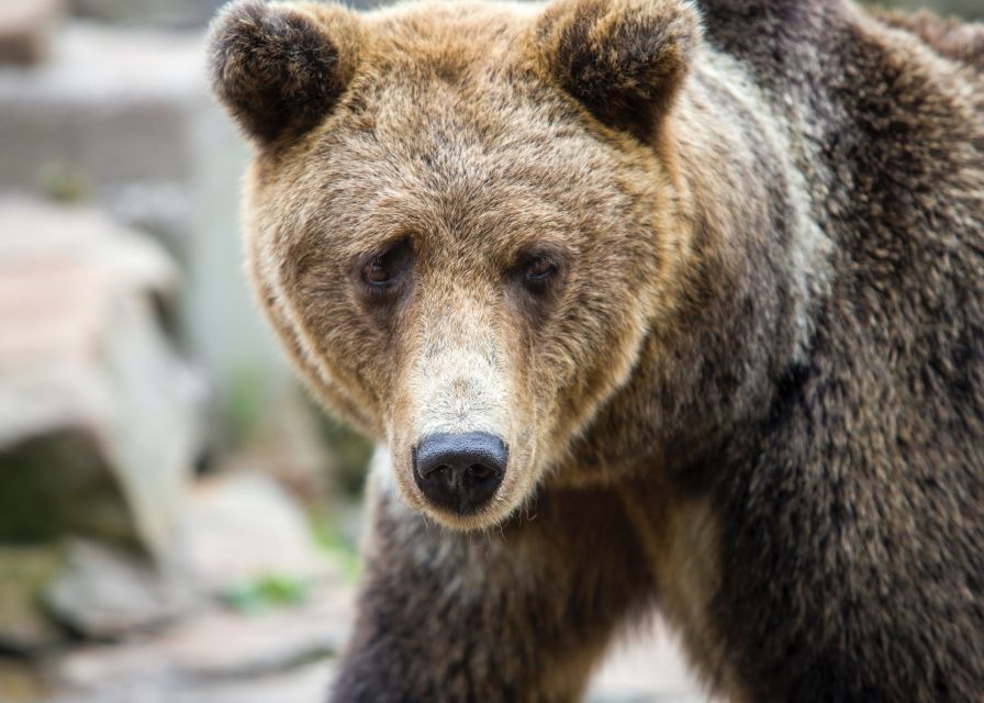 From Rovaniemi: Ranua Arctic Zoo with Entry Ticket - Ranua Arctic Zoo from Rovaniemi: a practical half-day in Lapland