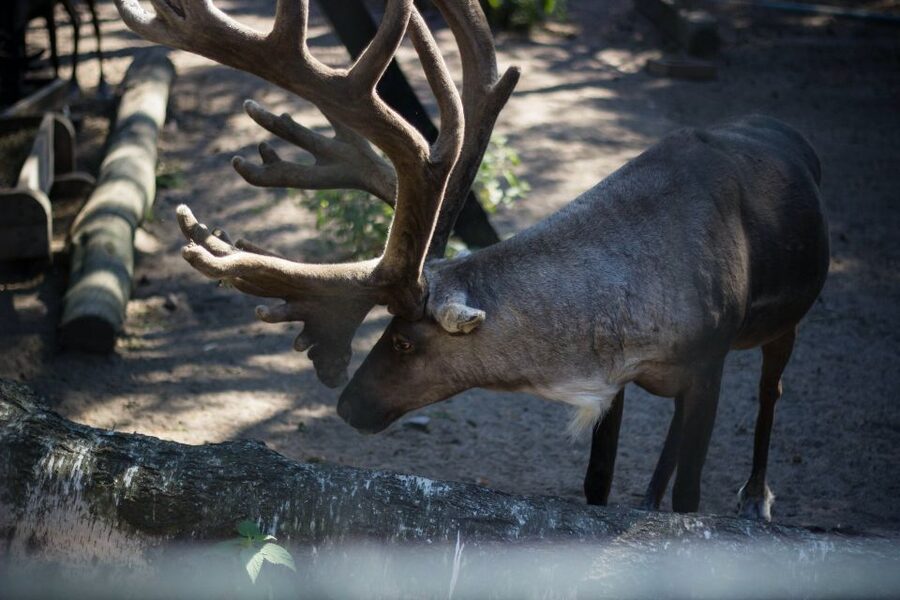 From Rovaniemi: Ranua Arctic Zoo with Entry Ticket - Entering Ranua Wildlife Park: Arctic habitats and what to look for