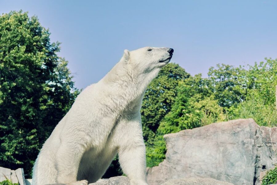 From Rovaniemi: Ranua Arctic Zoo with Entry Ticket - Price and value: what you’re really paying for at $153 per person