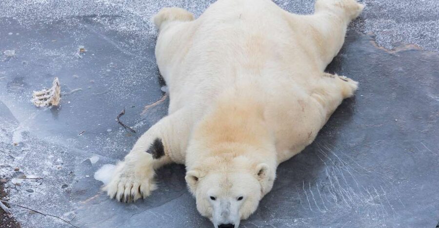 From Rovaniemi: Ranua Wildlife Park Experience - Key Things I’d Plan For