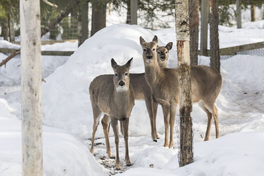 From Rovaniemi: Ranua Wildlife Park Experience - The 2.5 km Forest Walk: How to Stay Comfortable and Keep Seeing Animals