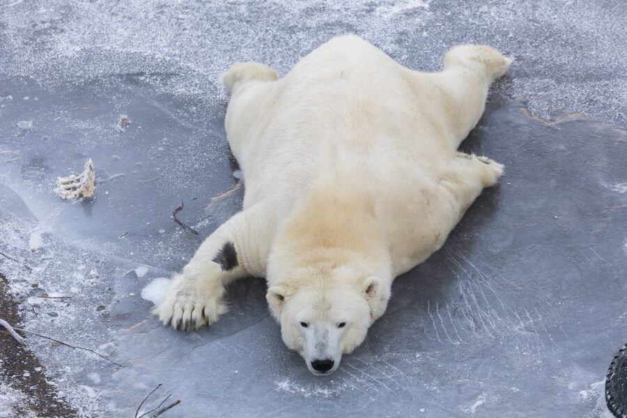 From Rovaniemi: Ranua Wildlife Park Experience - Guide Services in English: What Makes the Experience Flow