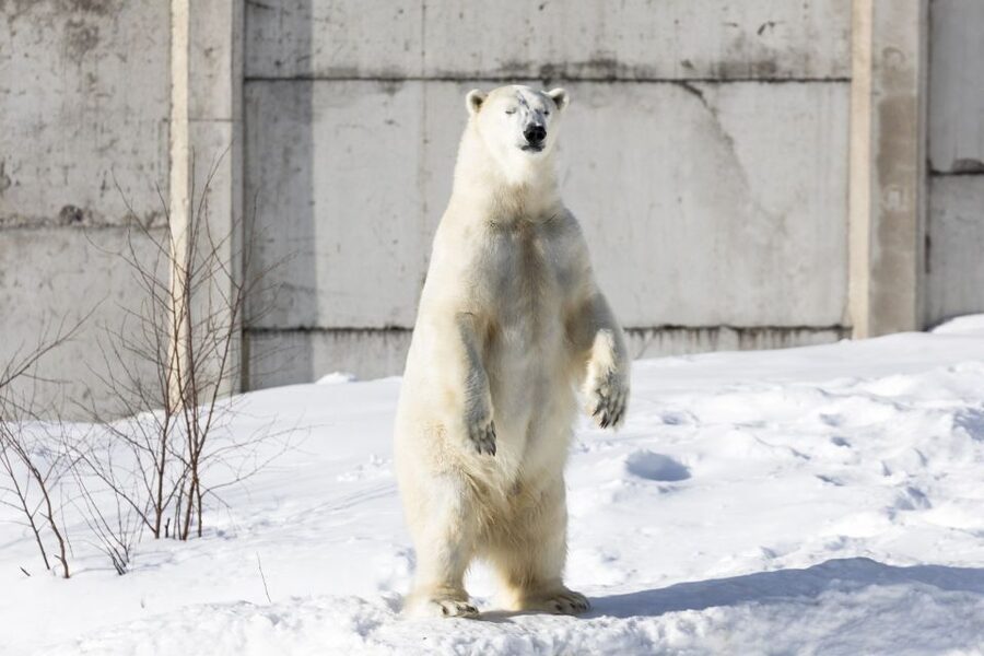 From Rovaniemi: Ranua Wildlife Park Experience - Price and Value: Is $247 a Fair Deal?