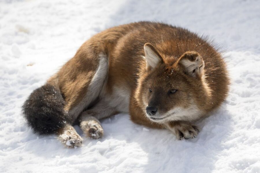 From Rovaniemi: Ranua Wildlife Park Experience - Who This Tour Fits Best (And Who Should Think Twice)