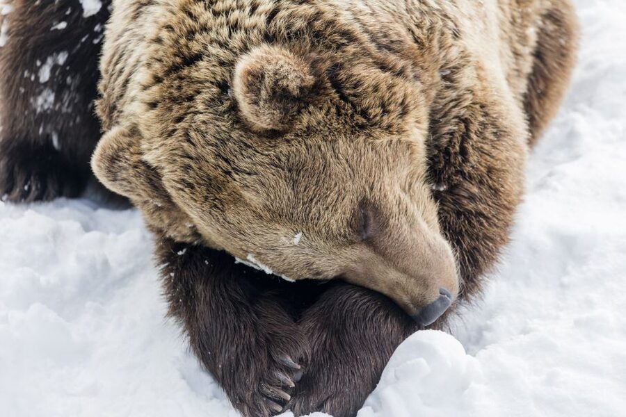 From Rovaniemi: Ranua Wildlife Park Experience - Getting From Rovaniemi to Ranua: The 80 km Drive and What It Means