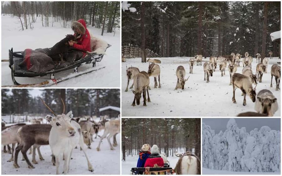 From Rovaniemi: Reindeer Farm Visit with Sleigh Ride - Who This Reindeer Farm Visit Suits Best (and Who Should Skip It)
