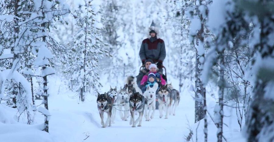 From Rovaniemi: Self-Driven 10km Husky Sled Ride - Captain Status, 10 km of Husky Sled Control