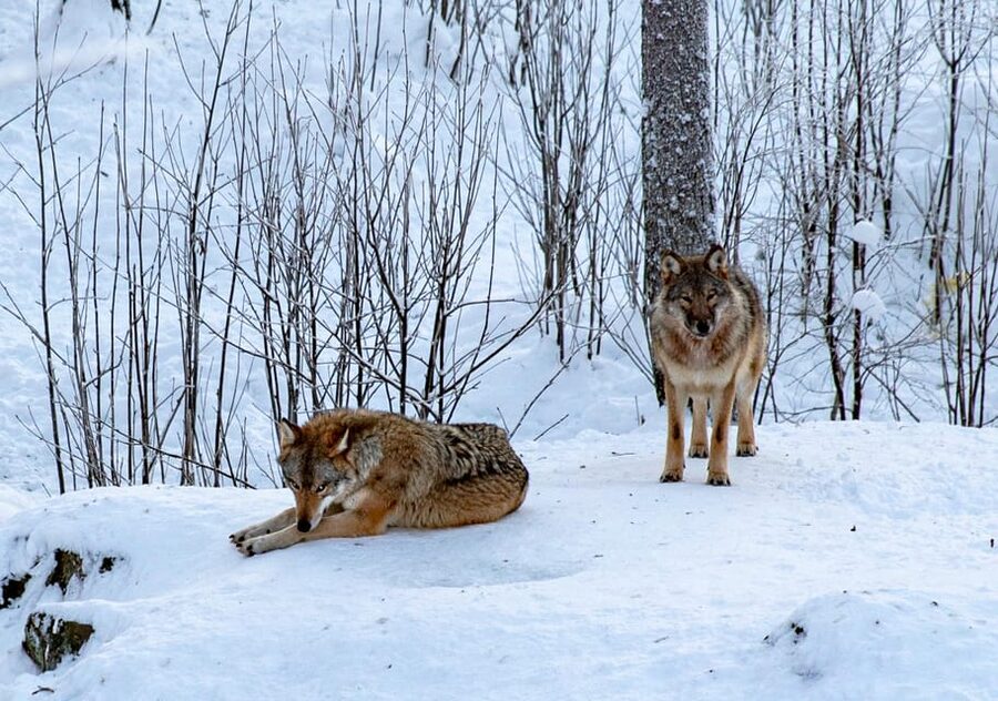 From Rovaniemi: Tour to Ranua Wildlife Park - Polar bears and other Arctic animals, what you can reasonably expect