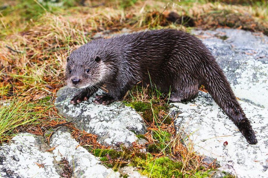 From Rovaniemi: Tour to Ranua Wildlife Park - Should you book this Ranua Wildlife Park tour from Rovaniemi?
