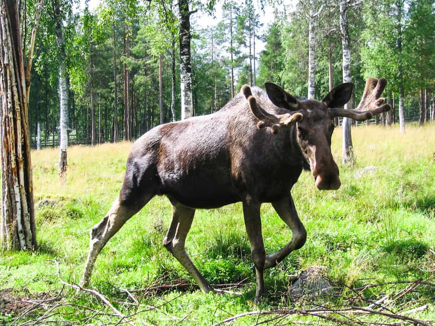 From Rovaniemi: Visit Wildlife Park in Ranua - Key highlights at Ranua Wildlife Park from Rovaniemi