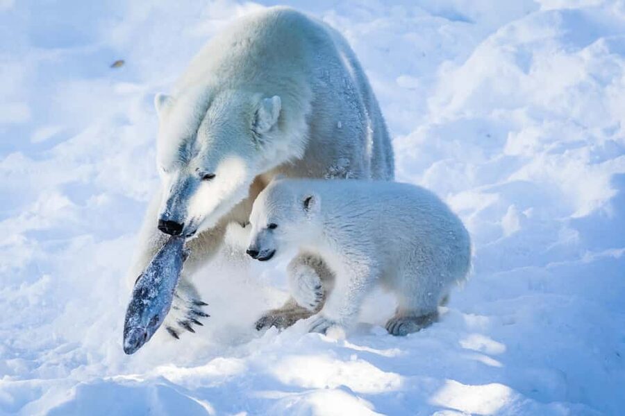 From Rovaniemi: Visit Wildlife Park in Ranua - The snowy forest walk and what it teaches you