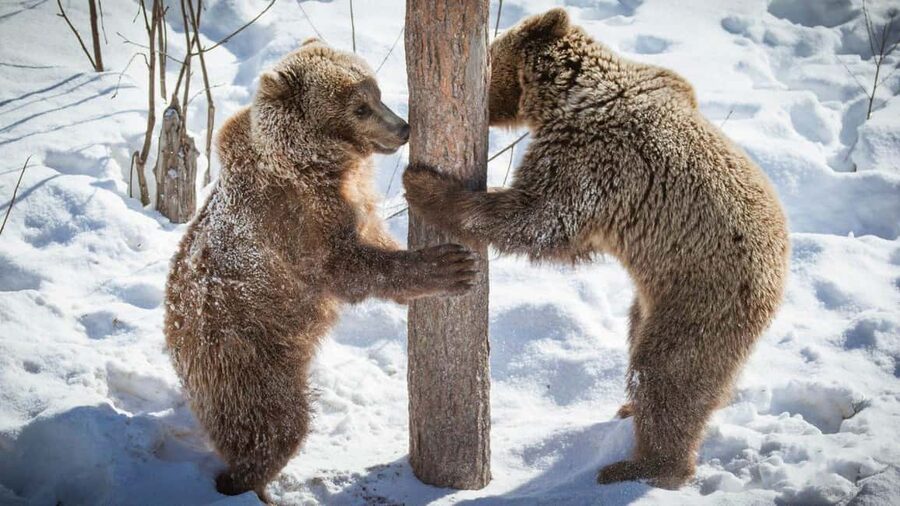 From Rovaniemi: Visit Wildlife Park in Ranua - Food and souvenirs before you head back to Rovaniemi