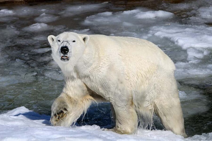 From Rovaniemi: Visit Wildlife Park in Ranua - Price and value: is about $100 per person worth it?