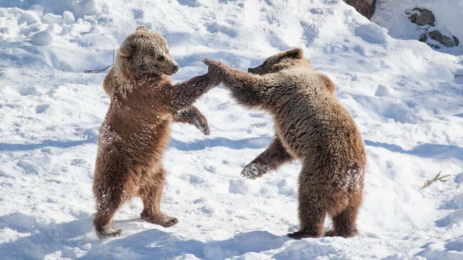 From Rovaniemi: Visit Wildlife Park in Ranua - Ranua Wildlife Park: polar bears and Arctic animals you can actually see