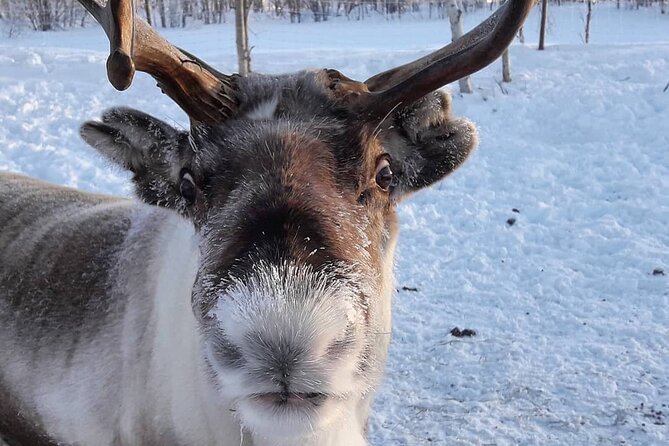From Saariselkä: Ice Fishing Tour to Lake Inari, reindeers &lunch - Small-group feel with professional guides makes it smoother
