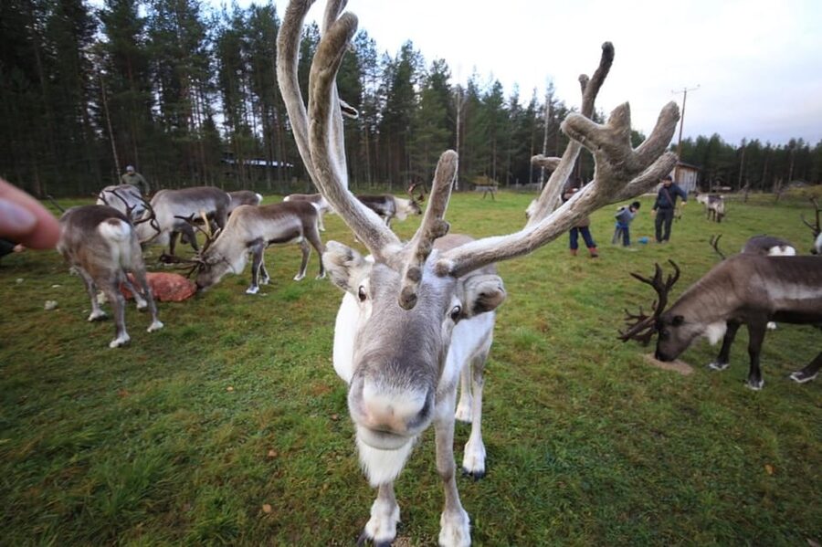 Full day: Reindeer Farm, Santa Claus Village & Husky Park - Santa Claus Village and the Arctic Circle Ritual