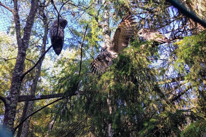 Guided Ranua Wildlife Park tour with Lunch, Small group adventure - Learning Lapland flora and fauna, not just animal names