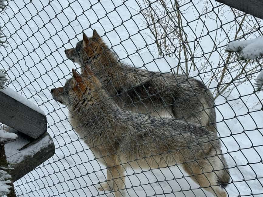 Guided Ranua Wildlife Zoo Tour with Lunch Buffet - Polar bears and the rest: spotting tips that make the walk worth it