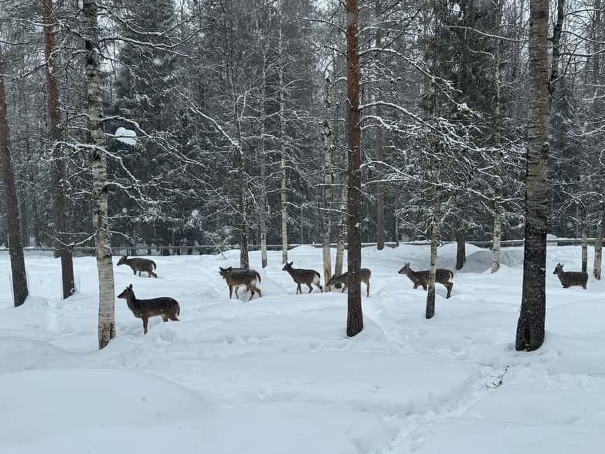 Guided Ranua Wildlife Zoo Tour with Lunch Buffet - Buffet lunch at Ranua restaurant, warm and filling after the walks