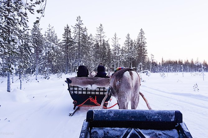 Guided reindeer farm visit and one hour sledge safari - From Kopara Reindeer Park to the first harness checks