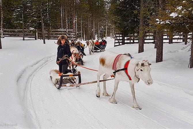 Guided reindeer farm visit and one hour sledge safari - Luosto and Pyhatunturi: why the route feels more than a loop