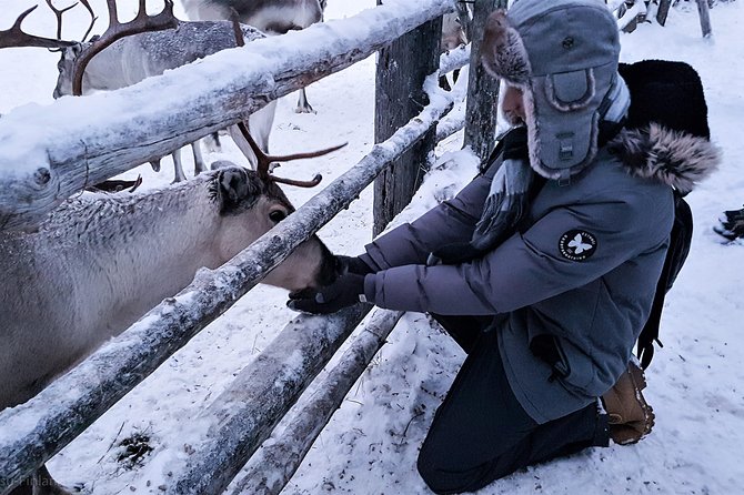Guided reindeer farm visit and one hour sledge safari - After the ride: feeding the reindeer and learning their daily needs