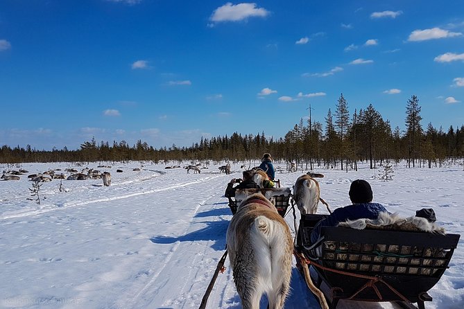 Guided reindeer farm visit and one hour sledge safari - Who this tour suits best