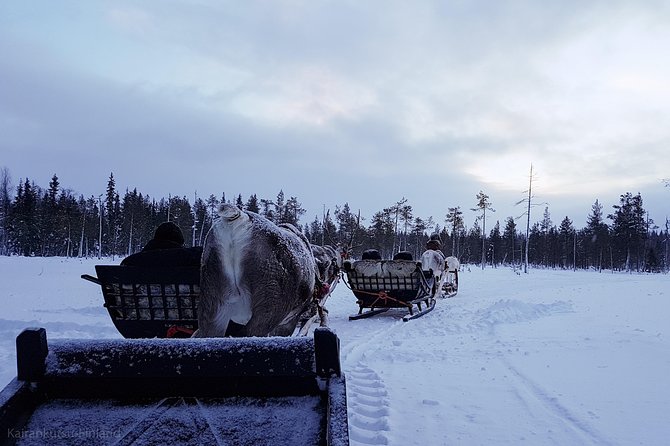 Guided reindeer farm visit and one hour sledge safari - Riding into Pyha-Luosto National Park on a reindeer sledge