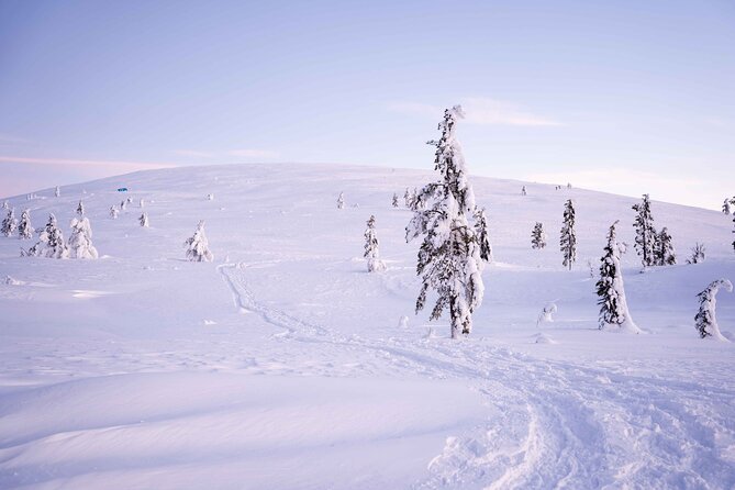 Half-Day Backcountry Skiing Tour in Levi with Photography Guide - The Arctic Forest Ski: Pace, Stops, and Skill Level