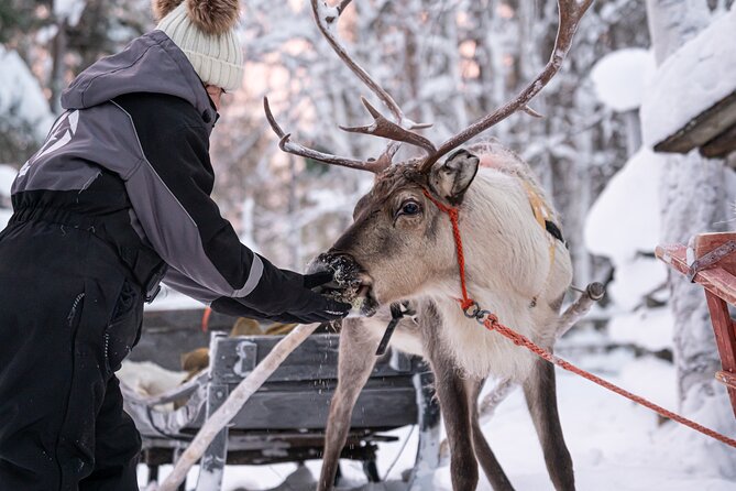 Half-Day Experience in Local reindeer farm in Lapland - Hot drinks, pancakes or crepes, and a cozy warming break