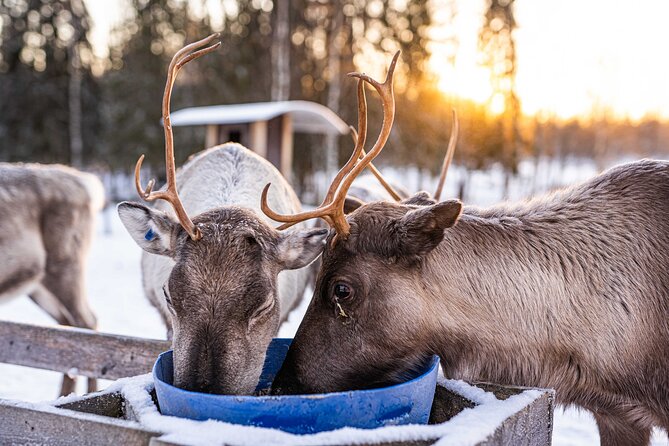 Half-Day Experience in Local reindeer farm in Lapland - Why the professional edited photos are real value