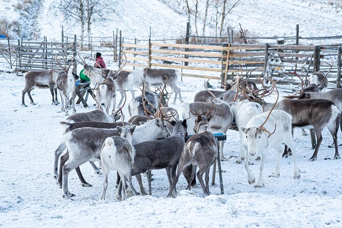 Half-Day Experience in Local reindeer farm in Lapland - Who should book this Rovaniemi reindeer farm visit