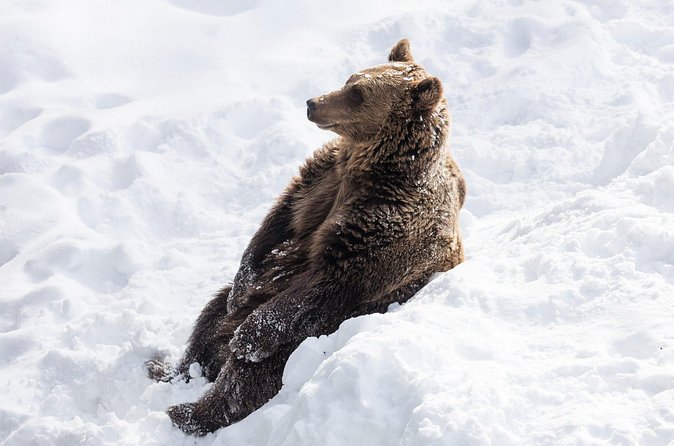 Half-Day Trip to Ranua Wildlife Park from Rovaniemi - Price and value: what $193.49 covers (and what it does not)