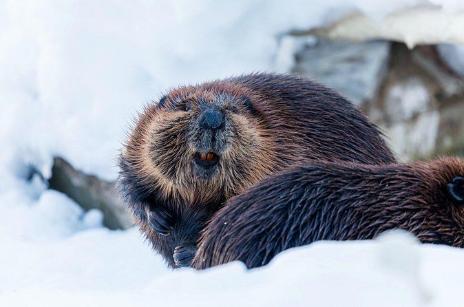 Half-Day Trip to Ranua Wildlife Park from Rovaniemi - What to pack for this half-day winter walk