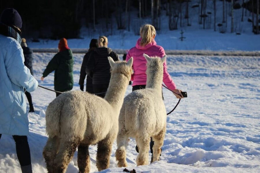 Helsinki: Alpaca Farm Tour with Guided Walk (private) - Key highlights worth getting excited about