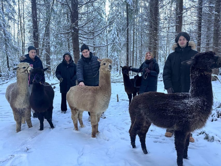 Helsinki: Alpaca Farm Tour with Guided Walk (private) - Alpaca Feeding Behind Fences: What You Do and Why It Matters