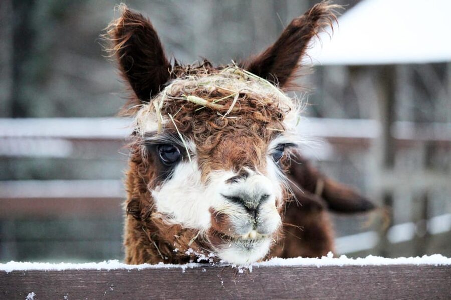 Helsinki: Alpaca Farm Tour with Guided Walk (private) - What to Bring, and the Farm Rules That Keep It Relaxed