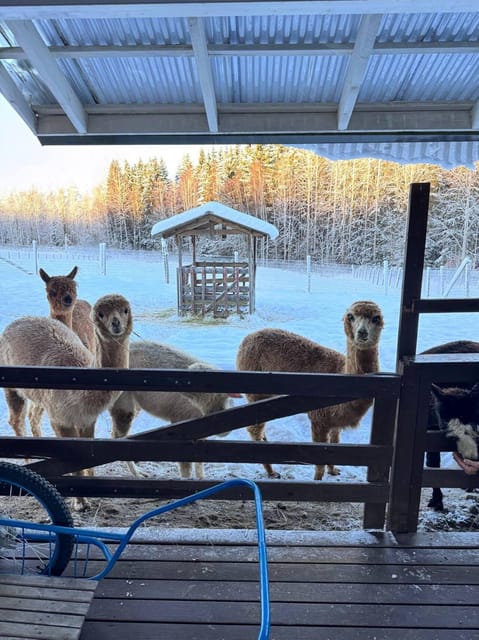 Helsinki: Alpaca Farm Tour with Guided Walk (private) - A Quick Reality Check on Comfort and Timing