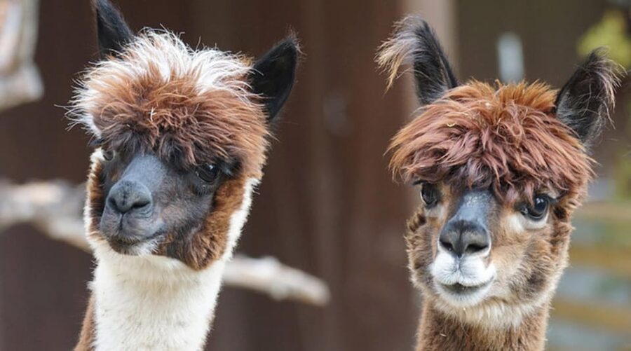 Helsinki: Alpaca Farm Tour with Guided Walk (private) - The Guided Walk With Your Own Alpaca Through the Forest