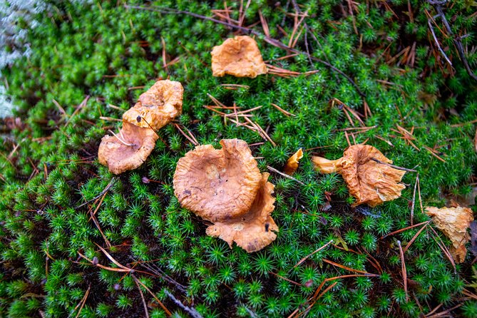 Helsinki: Nuuksio National park hiking with campfire lunch - Nuuksio hiking route: viewpoints, climbs, and an easy-to-follow rhythm