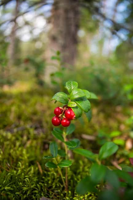 Helsinki: Nuuksio National park hiking with campfire lunch - Price and value: is $141 for Nuuksio fair?