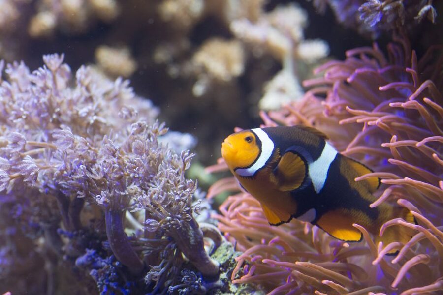 Helsinki: Sea Life Entrance Tickets - Walking under the Ocean Tank, the star moment