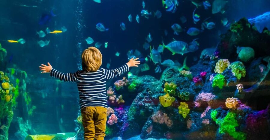 Helsinki: Sea Life Entrance Tickets - Daily talks and creature feeding, where the facts land