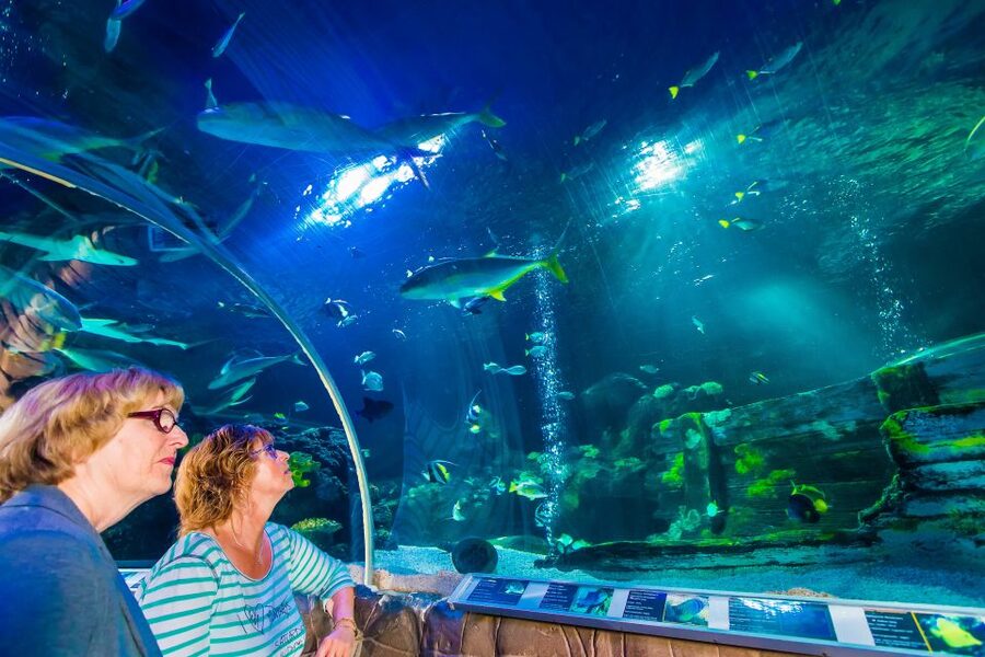 Helsinki: Sea Life Entrance Tickets - What you will actually see inside the aquarium