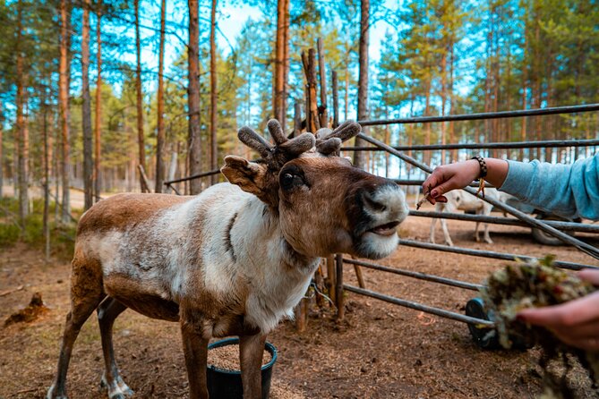 Highlights of Rovaniemi Day Tour - Summer - Key Takeaways Before You Go