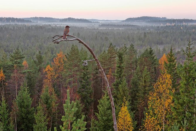 Highlights of Rovaniemi Day Tour - Summer - Arktikum Museum in Rovaniemi: What You Learn After the Fun