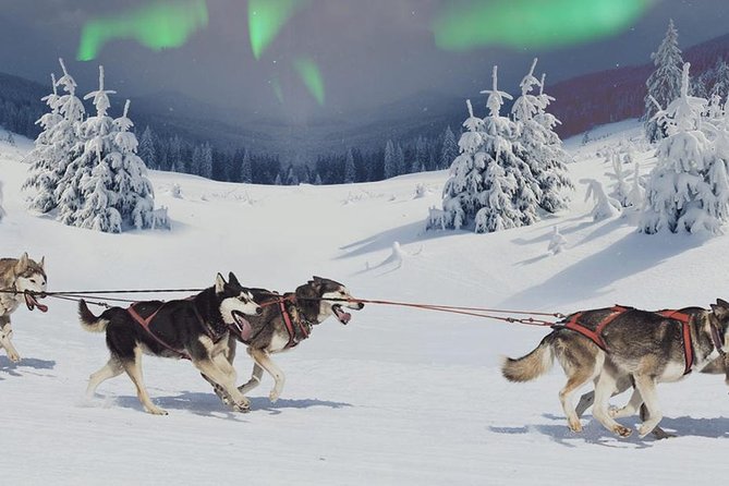 Hunting Northern Lights with Husky - Start at Santa Claus Holiday Village, and why pickup matters