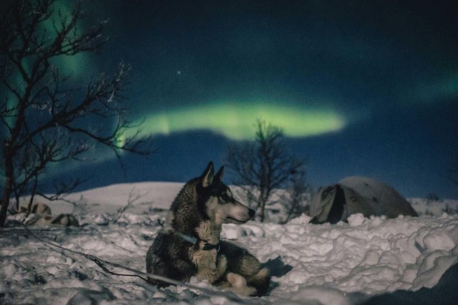Hunting Northern Lights with Husky - Guides and hosts: friendliness helps, but attitude can vary