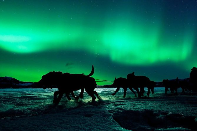 Hunting Northern Lights with Husky - Who this tour fits best in your Lapland plan