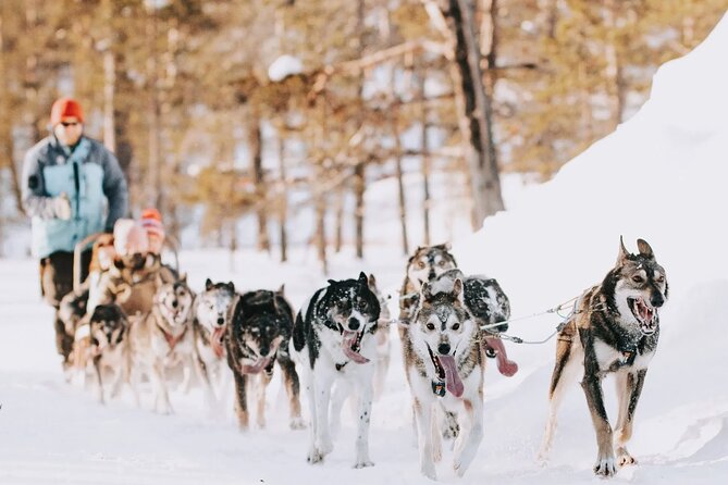 Husky Adventure 10km - Key Things That Make Husky Adventure 10 km Worth It